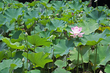 Image showing Lotus (Nelumbo)