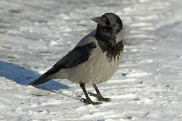 Image showing Hooded Crow