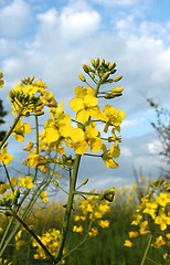 Image showing Canola 