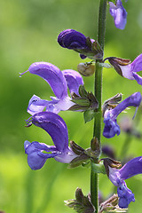 Image showing Nature in spring