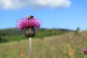 Image showing Thistle flower