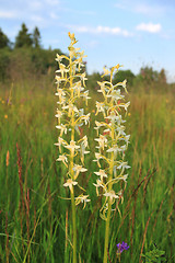Image showing Orchid in Poland