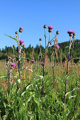 Image showing Thistle flower