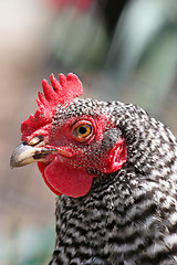 Image showing rooster