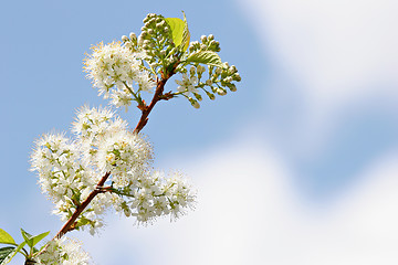 Image showing white blossoms