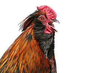 Image showing rooster crowing
