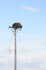 Image showing bird nest