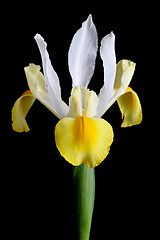 Image showing white iris isolated over black