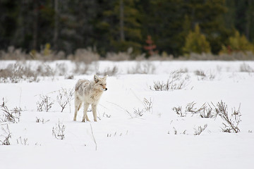 Image showing coyote in yellowstone