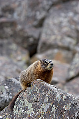 Image showing yellow-bellied marmot in yellowstone