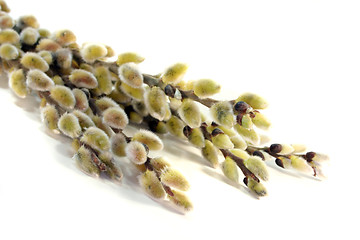 Image showing willow catkin