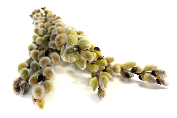 Image showing willow catkin