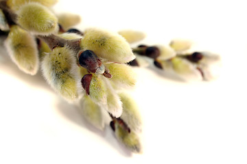 Image showing willow catkin