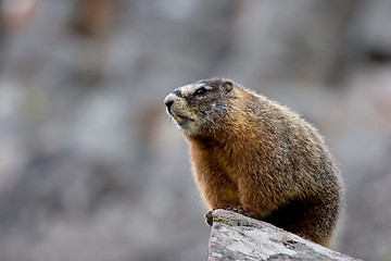 Image showing yellow bellied marmot in yellowstone