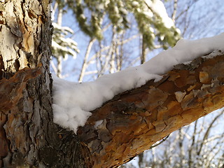 Image showing snow on pine branch