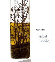 Image showing Herbal Essence