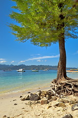 Image showing Tree On Beach