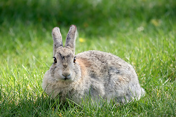 Image showing rabbit on grass