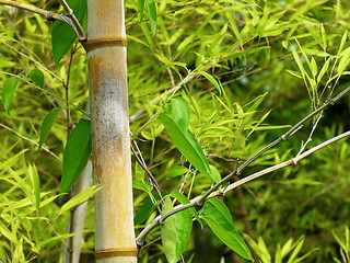 Image showing Bamboo branch detail