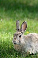 Image showing rabbit