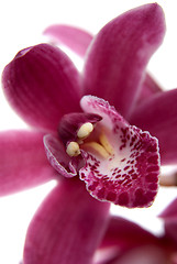 Image showing Pink orchid flower close-up