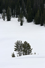 Image showing trees in snow