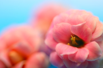 Image showing Pink Flowers Of Kalanchoe   Macro shutter with soft Focus 