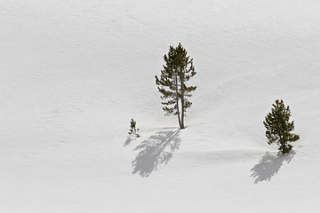 Image showing trees in snow