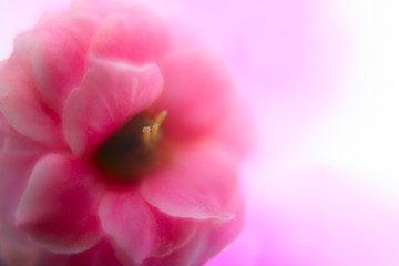 Image showing Pink Flowers Of Kalanchoe   Macro shutter with soft Focus 