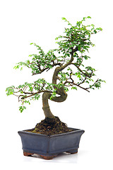 Image showing Chinese green bonsai tree Isolated on white background 