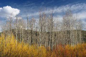 Image showing grand tetons national park