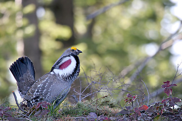 Image showing rocky mountain blue grouse