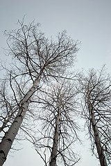 Image showing birch trees looking up