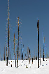 Image showing charred trees in snow