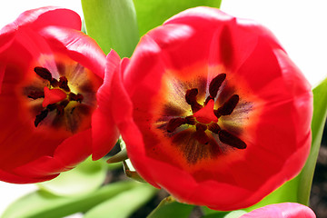 Image showing close-up view on red tulips