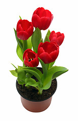 Image showing red tulips in pot