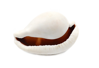 Image showing Big Mouth Seashell