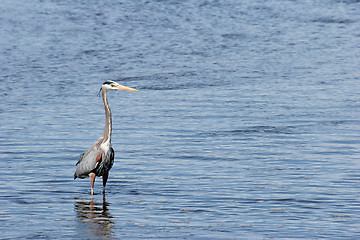 Image showing great blue heron