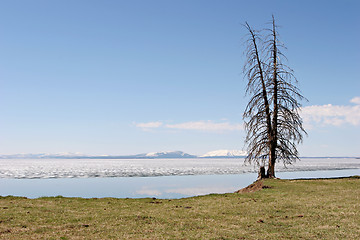 Image showing tree by yellowstone lake