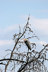 Image showing great blue heron on tree