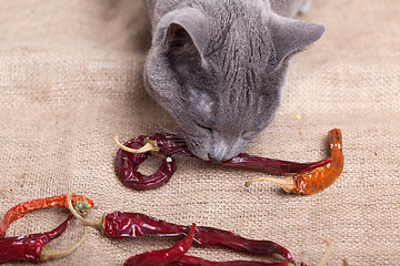 Image showing Cat eating Chili