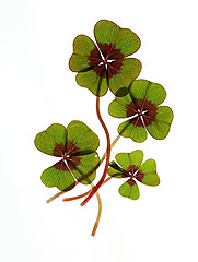 Image showing Four leaved Clover