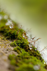 Image showing Moss in Ice