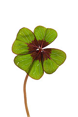 Image showing Four leaved Clover