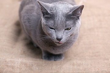 Image showing Cat face