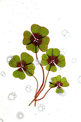 Image showing Four leaved Clover