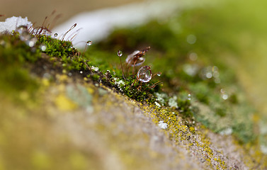 Image showing Moss in Ice