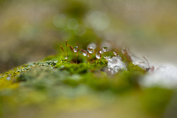 Image showing Moss in Ice