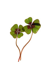 Image showing Four leaved Clover