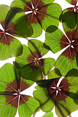 Image showing Four leaved Clover